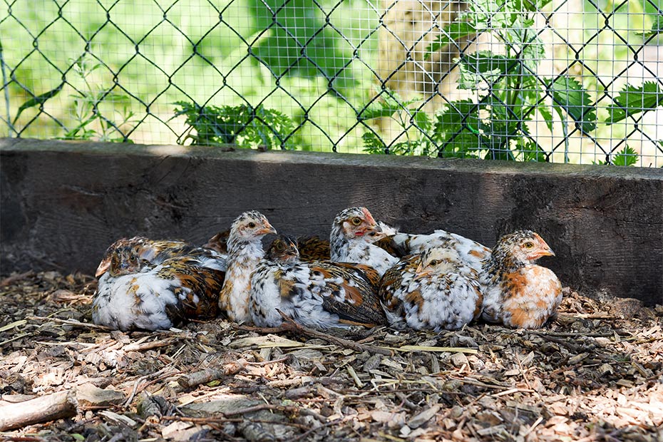 Foto aus der Fotogruppe 