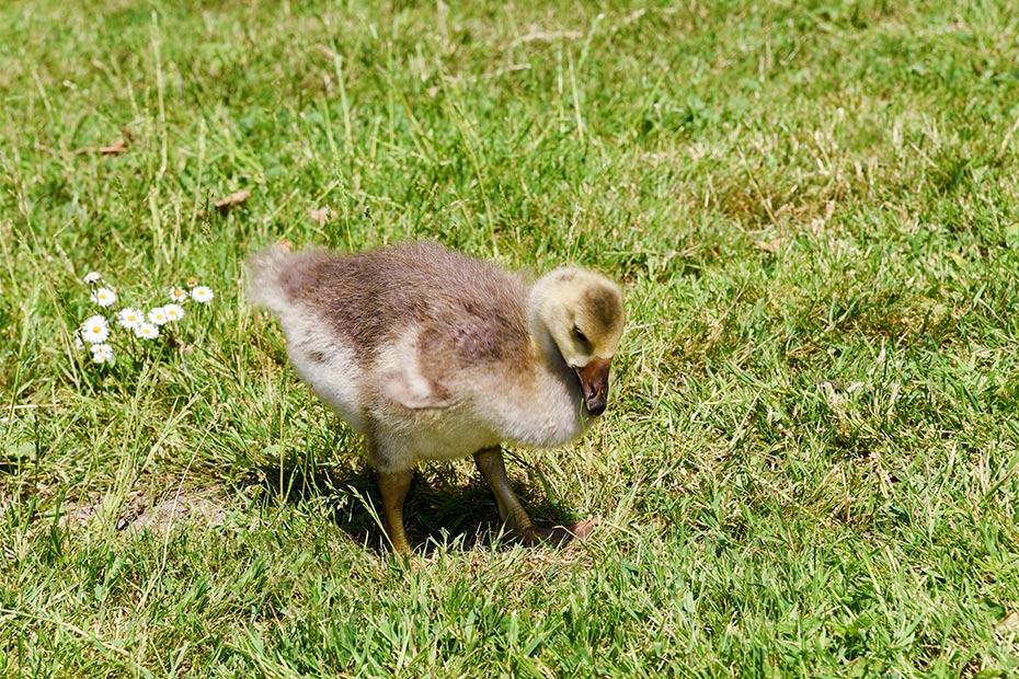 Foto aus der Fotogruppe 