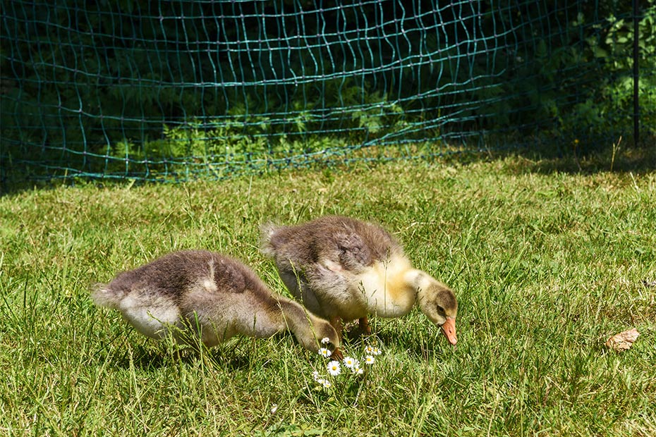 Foto aus der Fotogruppe 
