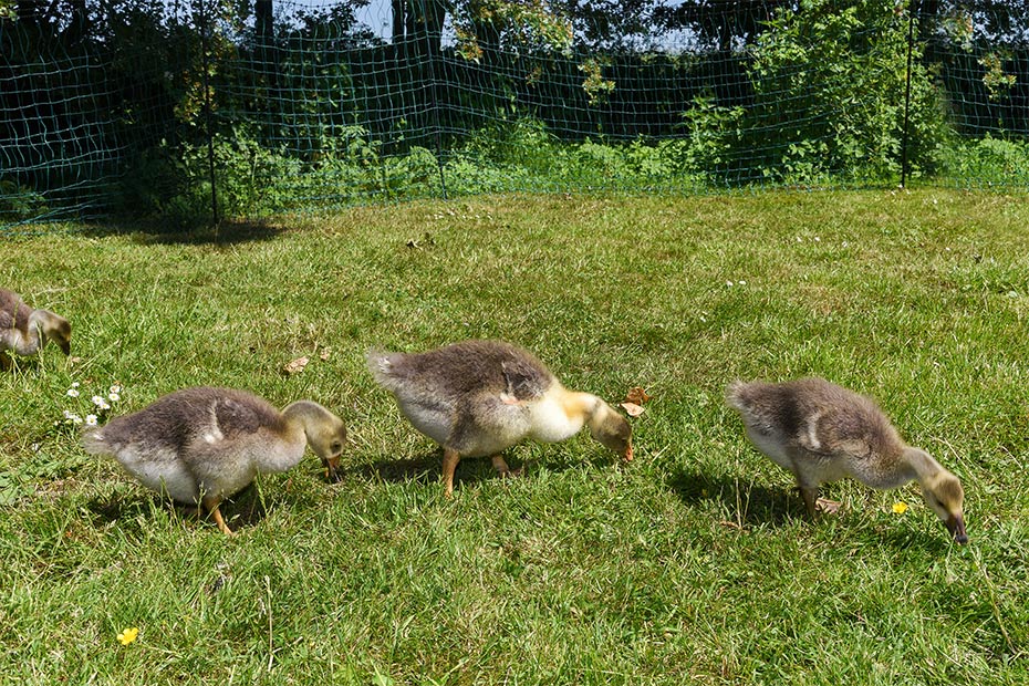 Foto aus der Fotogruppe 